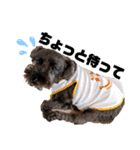 看板犬たち（個別スタンプ：16）