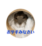 ぴょん吉3（個別スタンプ：3）