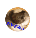 ぴょん吉3（個別スタンプ：4）