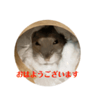 ぴょん吉3（個別スタンプ：7）