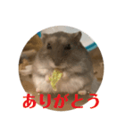 ぴょん吉3（個別スタンプ：14）