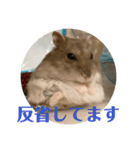 ぴょん吉3（個別スタンプ：19）