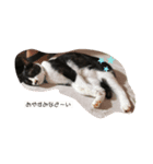 へそくん(=^ェ^=)ハチワレ猫（個別スタンプ：3）