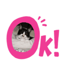 へそくん(=^ェ^=)ハチワレ猫（個別スタンプ：4）