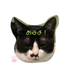 へそくん(=^ェ^=)ハチワレ猫（個別スタンプ：8）