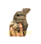 ハルくんすたんぷ！（個別スタンプ：3）