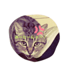 うちのキジトラ猫、大和（個別スタンプ：1）