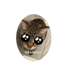 うちのキジトラ猫、大和（個別スタンプ：3）
