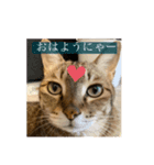 うちのキジトラ猫、大和（個別スタンプ：4）