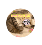 うちのキジトラ猫、大和（個別スタンプ：5）