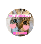 うちのキジトラ猫、大和（個別スタンプ：6）