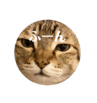 うちのキジトラ猫、大和（個別スタンプ：7）