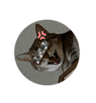 うちのキジトラ猫、大和（個別スタンプ：8）