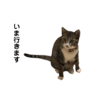 毎日ねこ生活！（個別スタンプ：2）