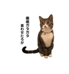 毎日ねこ生活！（個別スタンプ：3）