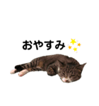 毎日ねこ生活！（個別スタンプ：5）
