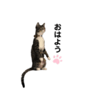 毎日ねこ生活！（個別スタンプ：7）