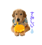 ふうちゃんすたんぷ〜（個別スタンプ：4）