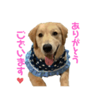 ふうちゃんすたんぷ〜（個別スタンプ：9）