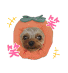 ワンダフル♡わんこ（個別スタンプ：9）