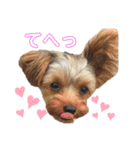 ワンダフル♡わんこ（個別スタンプ：12）