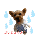 ワンダフル♡わんこ（個別スタンプ：16）