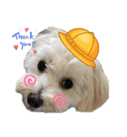 ワンダフル♡わんこ（個別スタンプ：23）