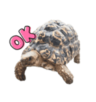 ヒョウモンリクガメのおひょうさん ver.1（個別スタンプ：1）