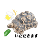 ヒョウモンリクガメのおひょうさん ver.1（個別スタンプ：3）