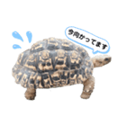 ヒョウモンリクガメのおひょうさん ver.1（個別スタンプ：5）