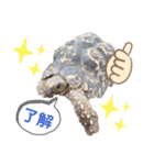 ヒョウモンリクガメのおひょうさん ver.1（個別スタンプ：8）