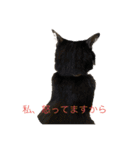 ハチワレ時々キジトラ1（個別スタンプ：2）