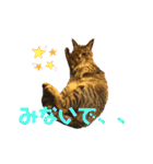 ハチワレ時々キジトラ1（個別スタンプ：9）
