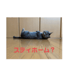 ハチワレ時々キジトラ1（個別スタンプ：10）