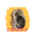 ハチワレ時々キジトラ1（個別スタンプ：15）