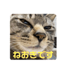 ハチワレ時々キジトラ1（個別スタンプ：16）