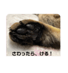 ハチワレ時々キジトラ1（個別スタンプ：17）