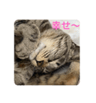 ハチワレ時々キジトラ1（個別スタンプ：21）