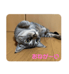 ハチワレ時々キジトラ1（個別スタンプ：22）