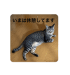 ハチワレ時々キジトラ1（個別スタンプ：26）