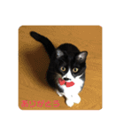 ハチワレ時々キジトラ1（個別スタンプ：27）