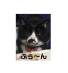 ハチワレ時々キジトラ1（個別スタンプ：29）