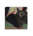 ハチワレ時々キジトラ1（個別スタンプ：30）