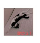ハチワレ時々キジトラ1（個別スタンプ：34）