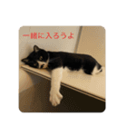 ハチワレ時々キジトラ1（個別スタンプ：35）