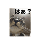 ハチワレ時々キジトラ1（個別スタンプ：40）