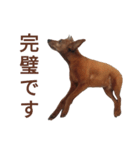 いろんなテトくん 2（個別スタンプ：11）