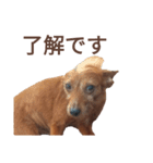 いろんなテトくん 2（個別スタンプ：12）