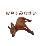 いろんなテトくん 2（個別スタンプ：13）