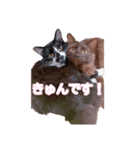びい君と仲間たち No.2（個別スタンプ：4）